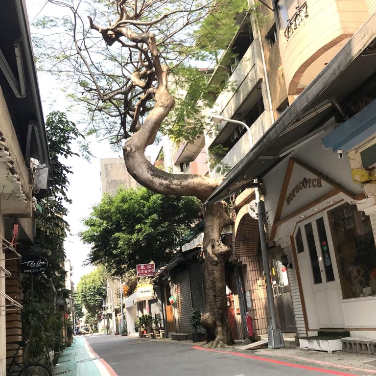 Read more about the article C17拐彎的鳳凰木