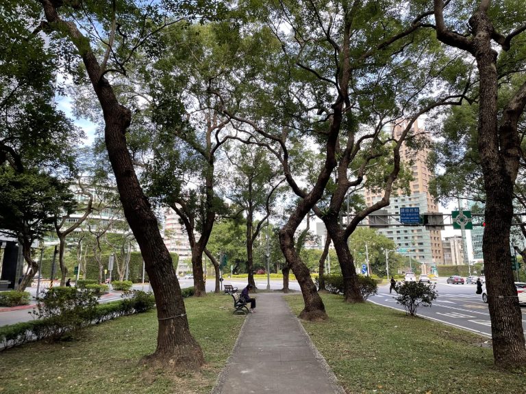 Read more about the article 台北行道樹之四：規劃一棵樹，敦化北路的樟樹與敦化南路的台灣欒樹