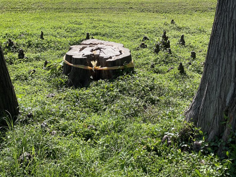 Read more about the article 走在時間裡：春分——晝夜均而寒暑平， 調和陰陽養脾胃