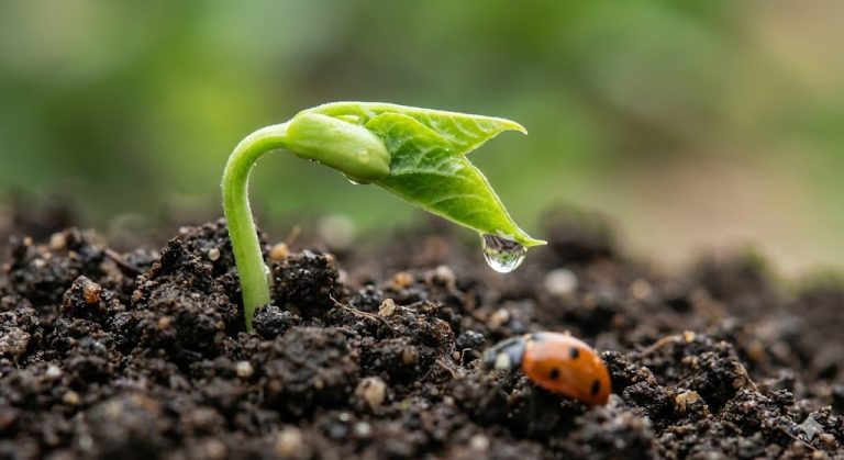 Read more about the article 走在時間裡：驚蟄——春雷乍動，萬物生機，順肝氣以養脾胃